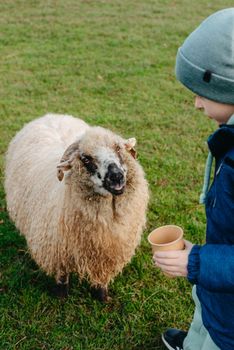 Little caucasian boy feeding ram in a farm. Ram eating grains of cereal from the hands of a child