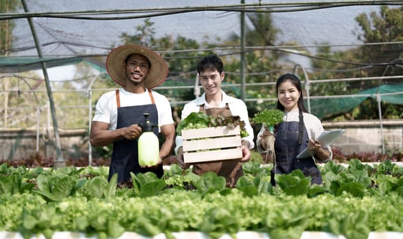 Attractive agriculturists harvesting green oak and lettuce together at green house farm. Asian farmers work in vegetables hydroponic farm with happiness.