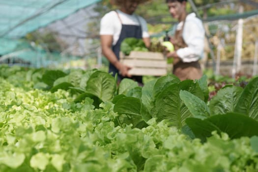 Attractive agriculturists harvesting green oak and lettuce together at green house farm. Asian farmers work in vegetables hydroponic farm with happiness.