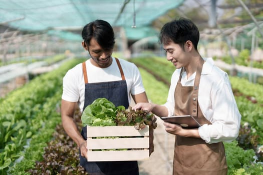 Attractive agriculturists harvesting green oak and lettuce together at green house farm. Asian farmers work in vegetables hydroponic farm with happiness.