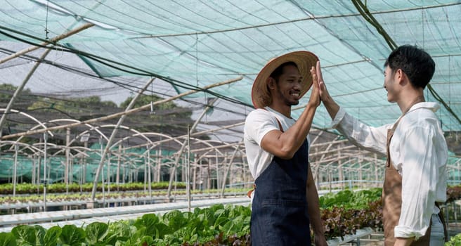 Attractive agriculturists harvesting green oak and lettuce together at green house farm. Asian farmers work in vegetables hydroponic farm with happiness.