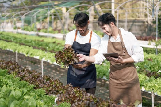 Attractive agriculturists harvesting green oak and lettuce together at green house farm. Asian farmers work in vegetables hydroponic farm with happiness.