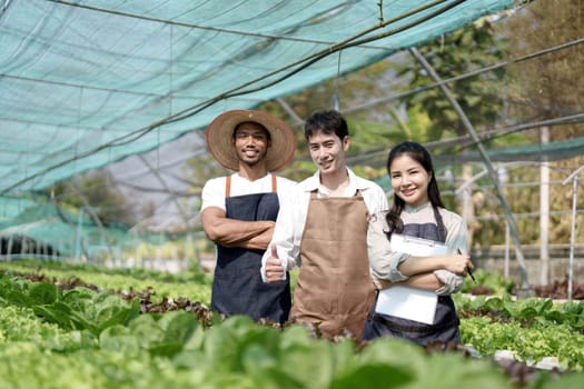 Attractive agriculturists harvesting green oak and lettuce together at green house farm. Asian farmers work in vegetables hydroponic farm with happiness.