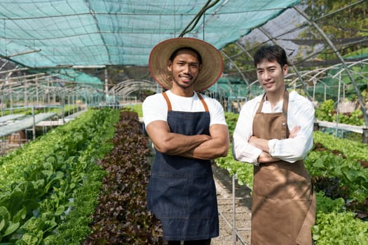 Attractive agriculturists harvesting green oak and lettuce together at green house farm. Asian farmers work in vegetables hydroponic farm with happiness.