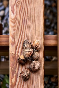 Group of in-shell walnuts stacked on wooden board.Empty space, out-of-focus background, biological dirt, brown lines, parallels