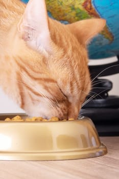 A red cat eats from a bowl close up