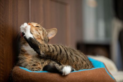 Cat during evening grooming of hind paws. A multiracial pet washes itself before bedtime. Second plan blurry.