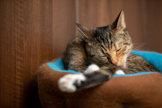 Domestic cat during daily toilet. A multiracial pet pet taking care of its hygiene.