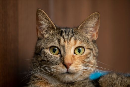 A cat's gaze straight into the camera. Wide open eyes and standing ears. Foreground brown and heavily fuzzy. Multi-breed pedigree.