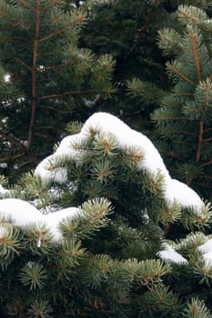 Snow on spruce branches in winter close up