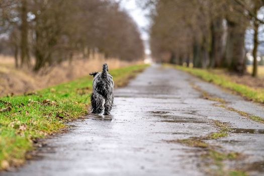 small black schnauzer on a walk on an alley in the park. High quality photo