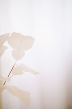 White flowers background. Macro of white petals texture. Soft dreamy image.