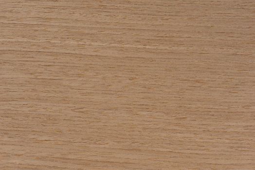 Natural oak texture. Wood texture. Oak board for furniture production. Untreated plank of young oak with fine texture in light color.