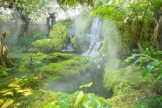 Beautiful spring moss and fern in the garden under big trees, Chiang Mai, Thailand