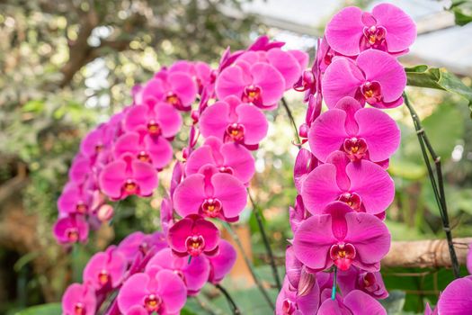Violet phalaenopsis or Moth orchid from family Orchidaceae in orchid farm.