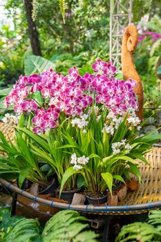 View of a cluster of small magenta and white colored Phalaenopsis orchids.