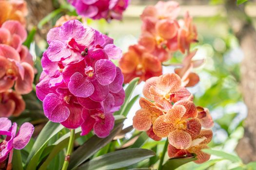 Yellow and Pink Colored Phalaenopsis orchid on big tree in garden