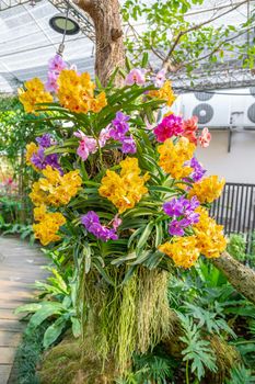 Yellow and purple Phalaenopsis orchid on big tree in garden