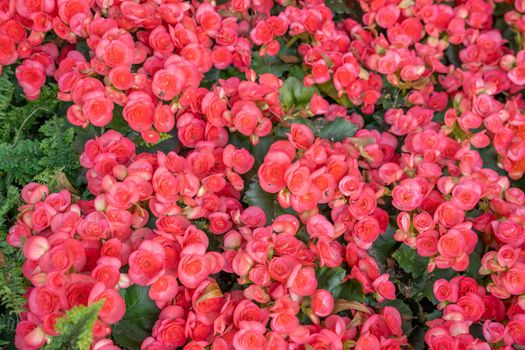 Varieties of potted pink colored begonia flowers in garden