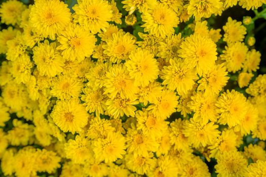 Beautiful yellow chrysanthemum flowers background top view.