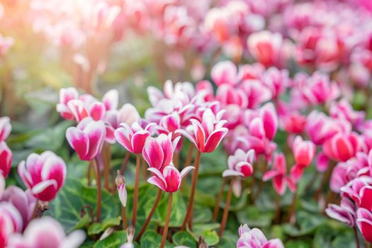 colorful variegated cyclamen flowers in the garden.
