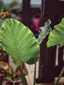 Nature background , Colocasia lemon lime is beautiful leaf plant