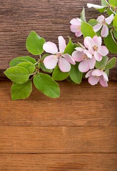 Flowering branches of apple tree on aged wooden background