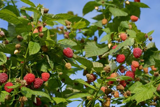 A branch of ripe raspberries in the garden. Red sweet berries grow on a raspberry bush in an orchard.