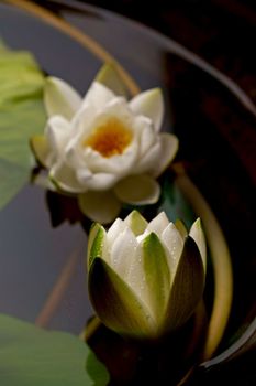 Close up of a floral pattern as a background Charming blooming of white lotus flower or water lily on dark background