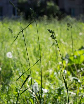 flowering ears of weeds. natural lawn in the bright sun. natural summer background with green grass