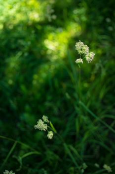 flowering ears of weeds. natural lawn in the bright sun. natural summer background with green grass