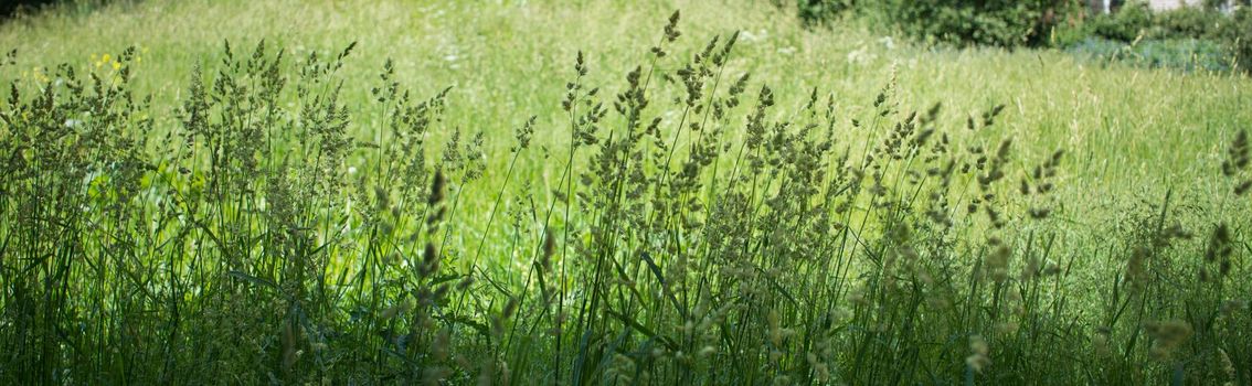 flowering ears of weeds. natural lawn in the bright sun. natural summer background with green grass