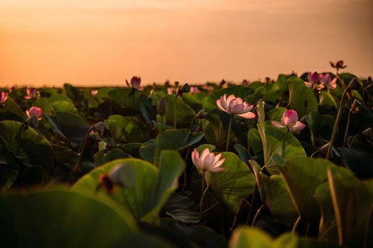 Sunrise in the field of lotuses, Pink lotus Nelumbo nucifera sways in the wind. Against the background of their green leaves. Lotus field on the lake in natural environment