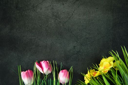 Fresh pink and yellow flowers border with copy space on gray concrete background, flat lay. daisies and tulips, copy space top view