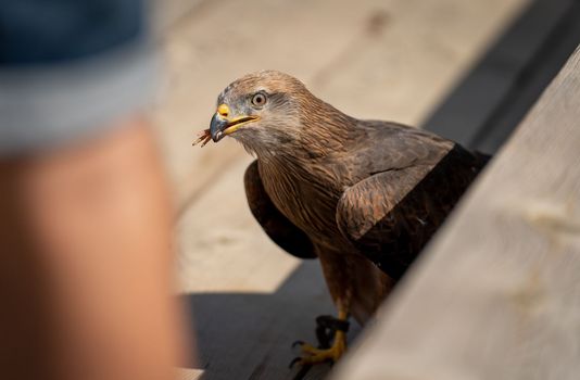 Eagle feeding chicken leg near the crowd during falconry exhibition