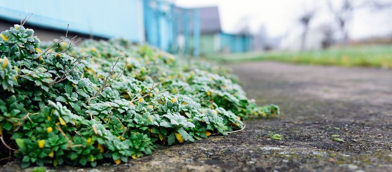 Creeping phlox grows on the sidewalks in the open on a winter morning.