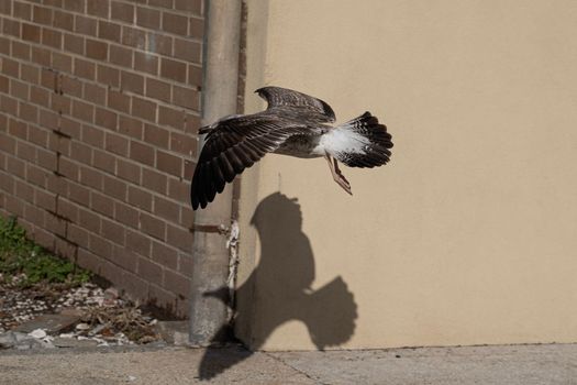 Seagull and its reflected shadow landing on urban background.