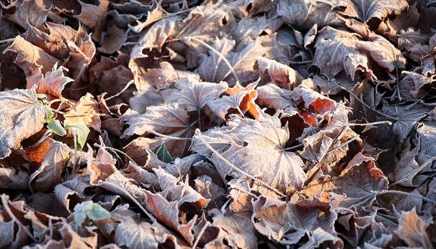 autumn picture of fallen leaves on a path across the wood, vintage colored