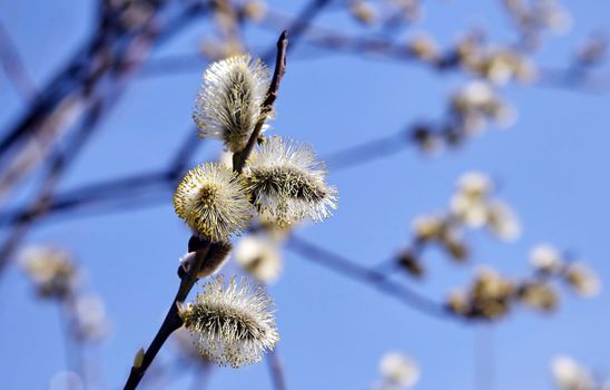 Goat willow, willow, blooms in spring on a clear day against the background of the sky.