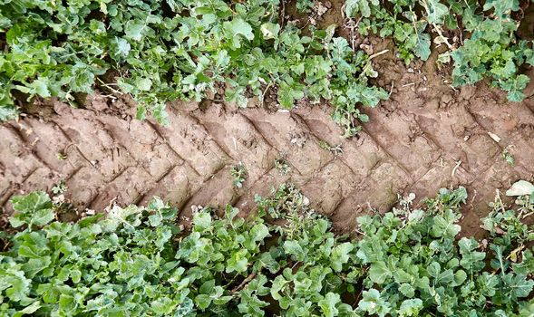 Trail from a tractor on rapeseed plantings. Tire track on a green field.