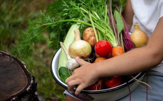 the boy is holding a bowl of freshly picked vegetables from the farm. Organic products. Selective focus