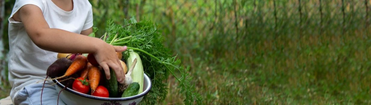 the boy is holding a bowl of freshly picked vegetables from the farm. Organic products. Selective focus