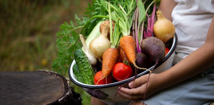the boy is holding a bowl of freshly picked vegetables from the farm. Organic products. Selective focus