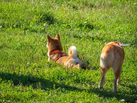 Shiba Inu plays on the dog playground in the park. Cute dog of shiba inu breed walking at nature in summer. walking outside.