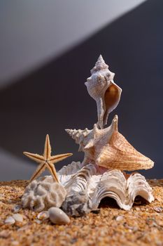 Pyramid of shells on the sand on a gray background, vertical photo