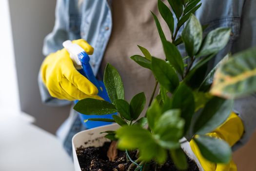 Young smiling woman gardener taking care for flowerpots. Home gardening, love of houseplants, freelance