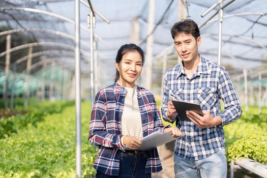 Young women and young farmers happily working in hydroponic vegetable farms.