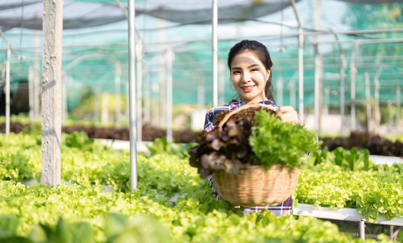 Farmer young woman hold basket of vegetable in farm picking vegetables in a hydroponic vegetable garden.
