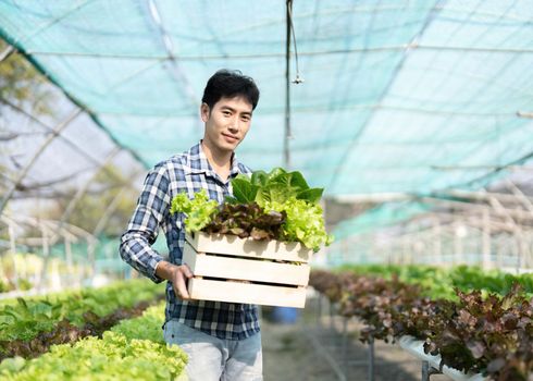 Smiling male gardener holds box of fresh green red lettuce vegetables in greenhouse garden. Young asian farmer harvest natural organic salad vegetables on hydroponic farm cultivation.