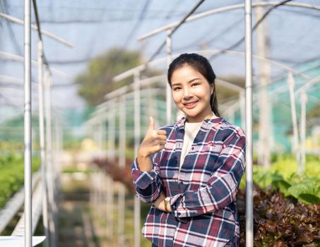 Young Asian girl farmer showing thumb up with fresh green oak lettuce salad, organic hydroponic vegetable in nursery farm. Business and organic hydroponic vegetable concept.